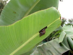 Banana leaf