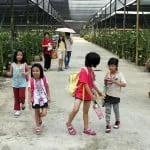 Walking back to the packing shed