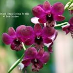 Dendrobium Intan Delima hybrid