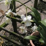 Dendrobium Shavin Mutation