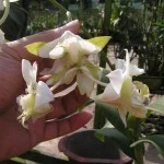Dendrobium Shavin Mutation