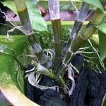 Dendrobium Intan Delima hybrid