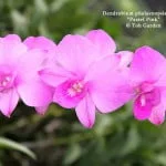 Dendrobium phalaenopsis hybrid "Pastel Pink"