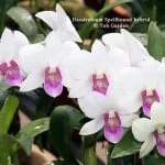 Dendrobium Spellbound hybrid