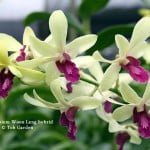 Dendrobium Woon Leng hybrid