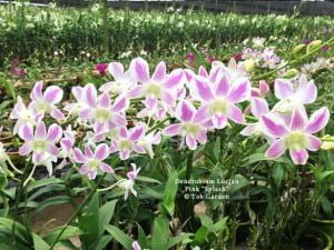 Dendrobium Lucian Pink "Splash"