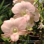 Dendrobium Plum Blossoms
