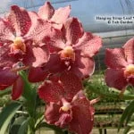 Strap Leaf Vanda