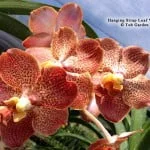 Strap Leaf Vanda