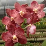 Strap Leaf Vanda