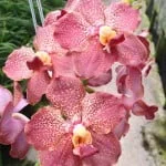 Strap Leaf Vanda