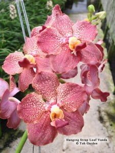 Strap Leaf Vanda