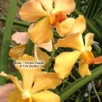 Semi Terete Vanda