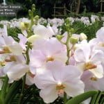 Vanda Esther Araneta Pure White