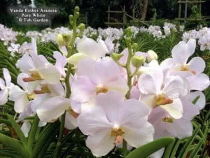 Vanda Esther Araneta Pure White