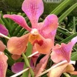 Vanda Roberta Chun