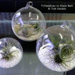 Tillandsia in Glass Ball