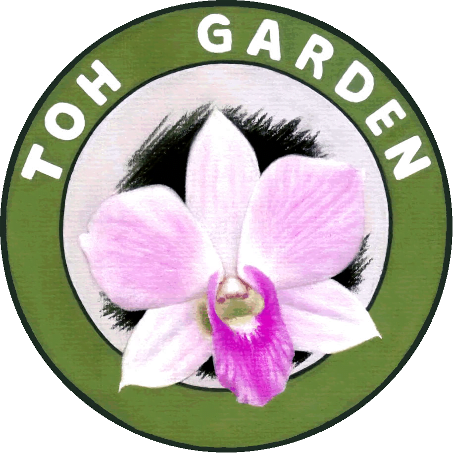 Platycerium Mt Kitshakood / Staghorn Fern - Toh Garden : Singapore