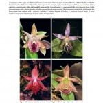 A Compendium of Miniature Orchid Species - Volume 1