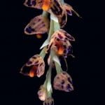 A Compendium of Miniature Orchid Species - Volume 1
