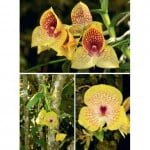 A Compendium of Miniature Orchid Species - Volume 2