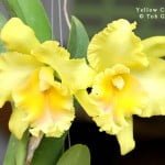 Yellow Cattleya