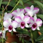 Dendrobium Petunia