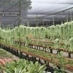 Dischidia variegata
