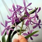 Neofinetia Purple