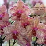Phalaenopsis Hybrids