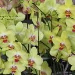 Phalaenopsis Hybrids