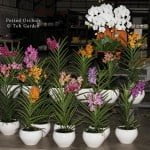 Orchids in Ceramic Pots