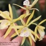 Brassolaeliocattleya Yellow Bird