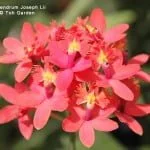 Epidendrum Joseph Lii