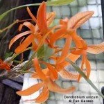 Dendrobium unicum