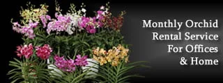 Monthly Orchid Rental Service for Homes & Office