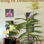 Orchids named after Mr & Mrs Lee Kuan Yew