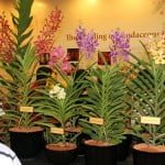 Rare Heritage Orchid Displays