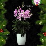Dendrobium Mother Theresa