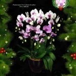 Phalaenopsis Two Colour in Ceramic Pot