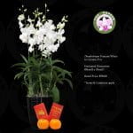 Dendrobium Princess White