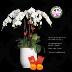 Phalaenopsis White (6 in 1)