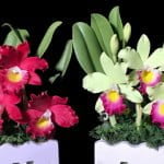 Artificial Orchids