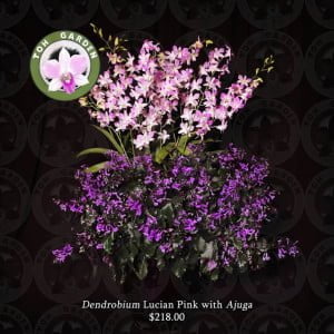 Dendrobium Lucian Pink with Ajuga