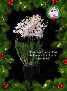 Dendrobium Lucian Pink in Ceramic Pot (5 in 1)
