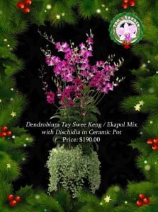 Dendrobium Tay Swee Keng / Ekapol Mix with Dischidia in Ceramic Pot