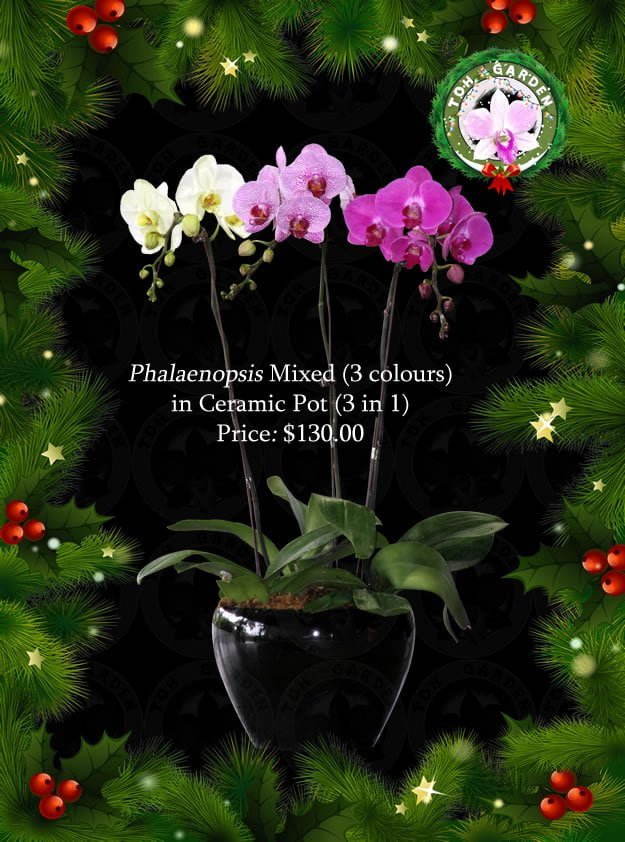 Phalaenopsis Mixed (3 colours) in Ceramic Pot (3 in 1)