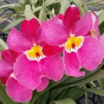 Miltonopsis Pink