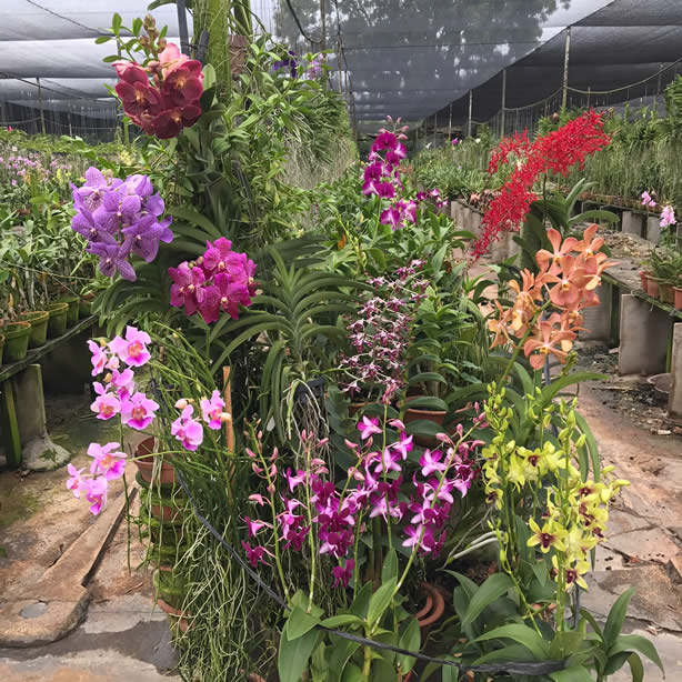 OSSEA Orchid Show@Hortpark