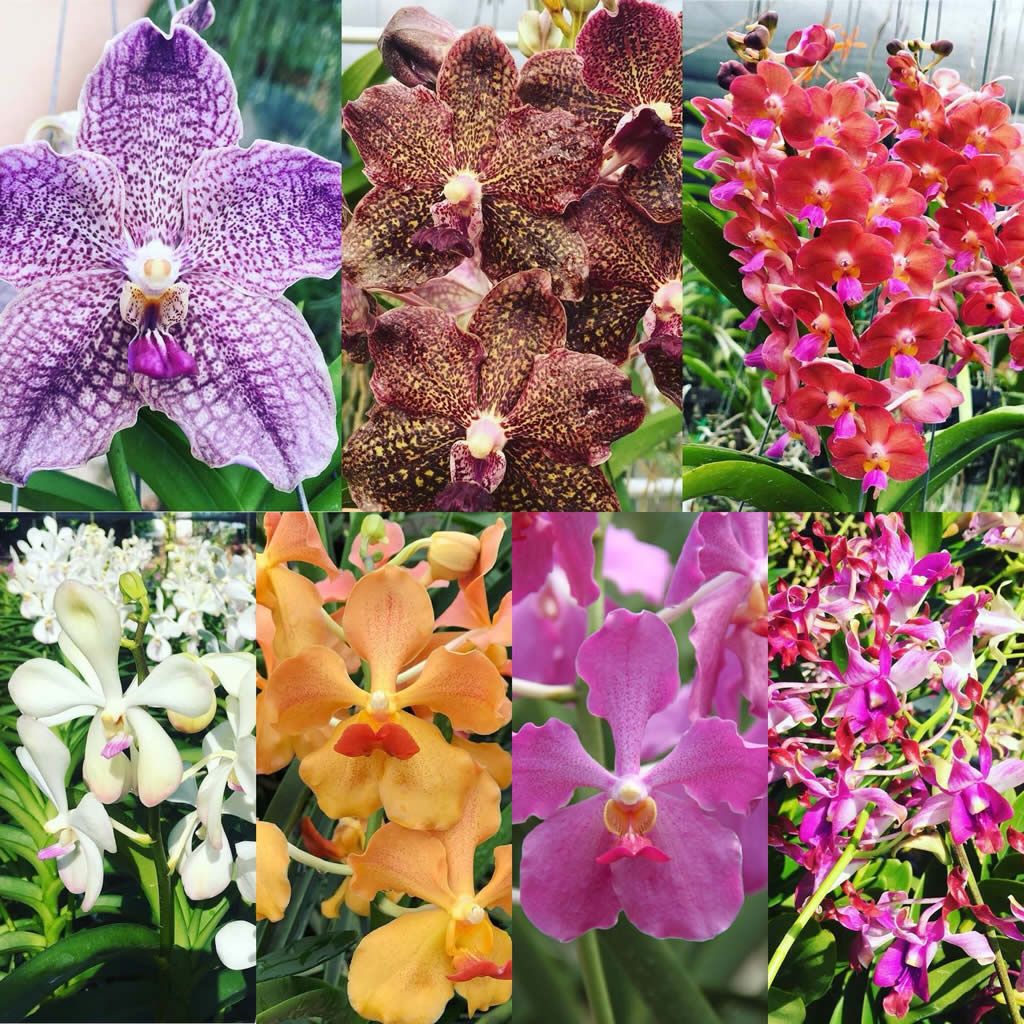 Tropical Orchids